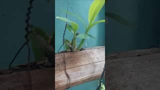 Bamboo orchid growing tips #orchid #organic #garden #orchidgarden#gardening  #ytshorts #shorts