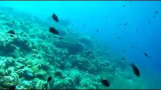 Scuba diving in greece | Halkidiki Greece | Free diving | Ocean dive