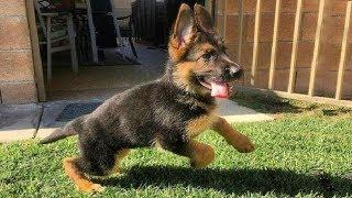 Funniest & Cutest German Shepherd Puppies #19 - Funny Dogs Compilation 2018