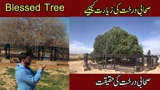 #50 Sahabi Tree |Blessed Tree | In Jordan | Short Documentary