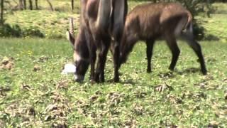 LAKE NAIVASHA WATERBACK