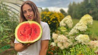 Huge Pumpkins & Eating a Watermelon a Day | Vlogust Day 12