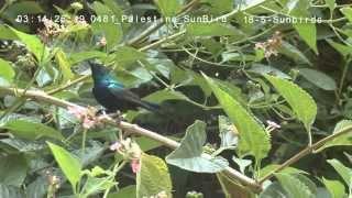 Palestine Sunbird צופית