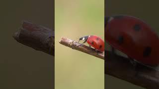 Nature’s Little Wonders Butterflies and Ladybugs in Full Bloom  #nature #4k #epic