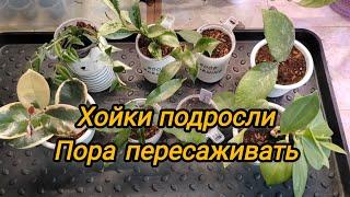 Хойки подросли. Пора уже пересадить.