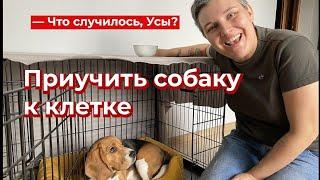 Что случилось, Усы? Приучить собаку к клетке