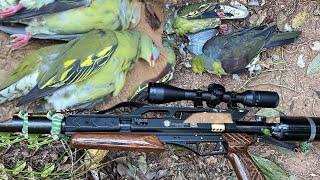 Amazing hunting bird-the best Air gun hunting #hunting #airgun