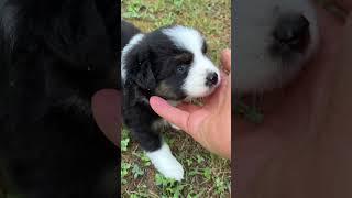 Mini Aussie 5 weeks old Miss Daisy