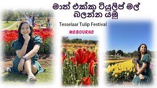 මාත් එක්ක ටියුලිප් මල් බලන්න යමු  Tesselaar Tulip Festival