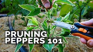 Pruning Pepper Plants 101: Is It Even Necessary?