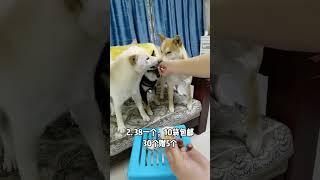 慣孩子的家長！#狗狗 #寵物用品批發 #寵物零食 #寵物 #貓 #柴犬 #寵物狗 @DOU+小助手