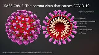 How does the immune system work? Immunity to COVID-19.