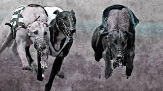 Forever Hounds Trust - help us beat the odds for racing greyhounds