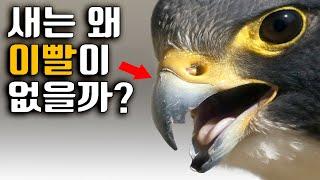 새는 왜 이빨대신 이런 부리를 갖게 되었을까? (공룡이라며?)