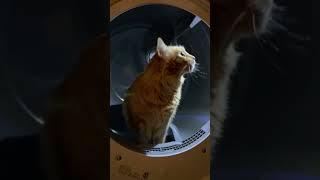 Cat exploring Samsung dryer  MoMo #rescuecat #orangetabby #Momo #MomoBear