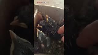 Anak burung hutan masih  melimpah disini bos #short #kicau mania #burung #jalak kerbau #kutilang