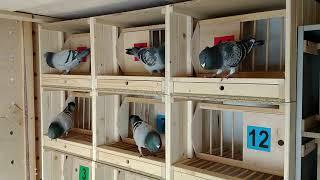 Polish Loft - racing pigeons in Southern Poland