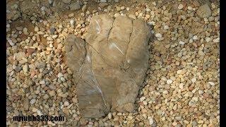 Strange petrified 3 fingered "hand" found while excavating hillside in TN!