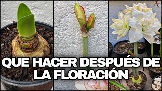 Que HACER DESPUÉS De La FLORACIÓN De Plantas de AMARILIS, LIRIOS y AZUCENAS (Hippeastrum Amaryllis)