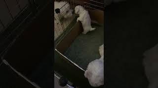 Bichon Frise Puppies Trying to escape