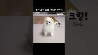 짖는 소리 조절 가능한 강아지ㅋㅋㅋ