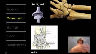 The Skeletal System