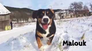 Entlebucher Sennenhund Malouk / Winter 2014