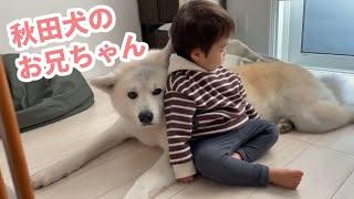 小さな弟を、大きな身体と心で見守る秋田犬さん