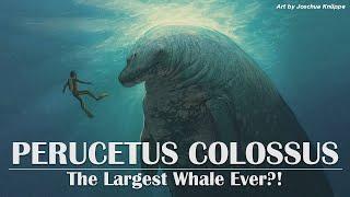 Perucetus: the Largest Whale Ever?