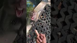 Zoo with funny monkey#monkey #gorilla #zoo #funnyvideo #funnymonkey #fail #hilarious