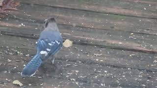 Just a Bluejay on My Deck