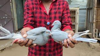 குரங்கு தூமா, monkey Pigeon lineage , flyer pigeons at Karur by trichy Shaik