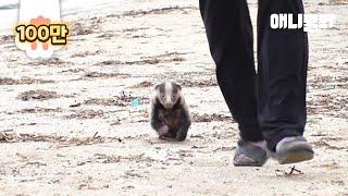 한 남자만 졸졸 따라다니는 귀요미.. 정체를 알고보니ㅣMan Preparing to Part Ways With His Child-Like Honey Badger