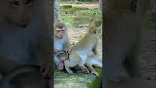 Best Clip Of Joyce Family Daily Life, Adorable Rainbow Incites Joyce To.. #babyanimal #babymonkey