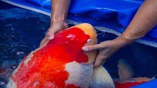 The Most Expensive Koi Fish In The World!