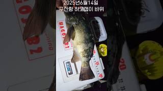 지진과 해무 그리고 흙탕물.. 울진 구산항 왕사미 던질찌 볼락낚시 #찌스던질찌