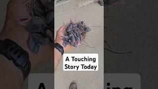 How To Save A Bird That Falls out of its Nest