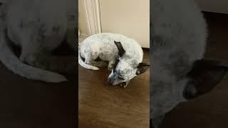 #lol #funny #cute #puppy