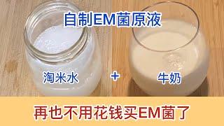 教你在家用淘米水低成本自制EM菌原液，无限扩容，增加土壤有益菌群，改良土壤，活化土壤，波卡西bokashi 沤肥再也不花钱买菌了