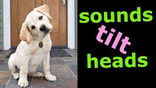 Sounds That Tilt a Dogs Head ~ Sounds Dogs Love