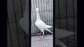 Beautiful white English carrier pigeon chicks