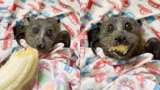 Rescued Flying Fox Enjoys A Banana