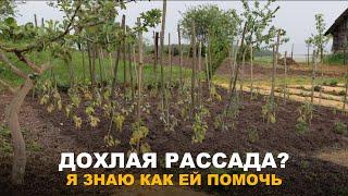 ТОМАТЫ НУЖДАЮТСЯ В ПОМОЩИ. Подкормка томатов в открытом грунте и теплице.