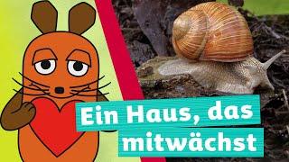 Wie kommt die Schnecke zu ihrem Haus? | Die Maus | WDR