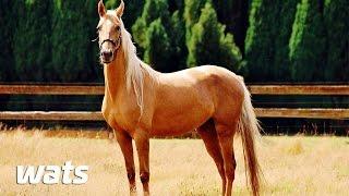 Top 10 Most Famous War Horses in the History - Best Of Ten