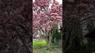 Amazing Magnolia Tree  #tree #trees #flowers