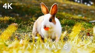 ANIMALS in 4K | 2 Hours | Cute Rabbits Squirrels Birds Music Relaxing TV for Dogs Cats Ultra HD