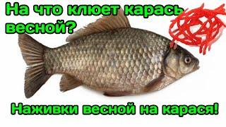 На что клюет карась весной? На что ловить карася весной?