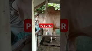 Sapi MONSTER PO bobot 807 kg