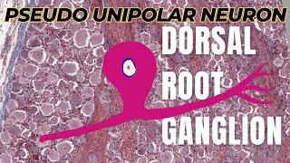 Pseudo Unipolar Neurons | Dorsal Root Ganglion